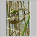 Anax imperator - Grosse Koenigslibelle w06.jpg